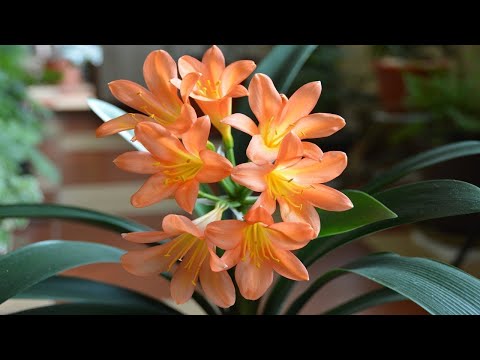 Видео: КЛИВИЯ НЕ ЦВЕТЁТ,  ЧТО ДЕЛАТЬ?!