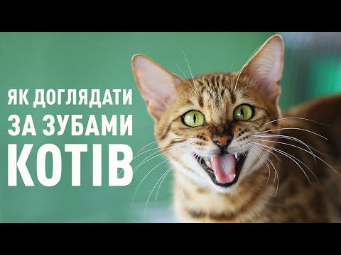 Видео: Догляд за зубами котів: як чистити зуби котам, розповсюджені проблеми та профілактика