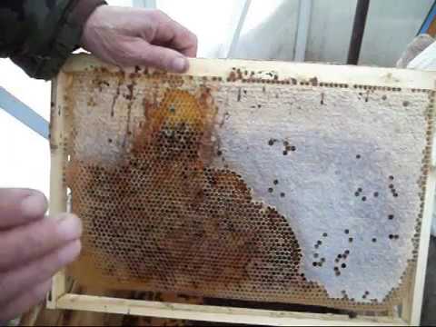 Видео: Пчеловодство. Зимой погибла семья  Примерный порядок осмотра семьи