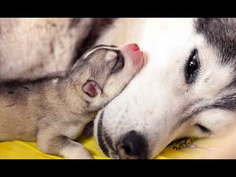 Видео: 😺 Мамина радость! 🐕 Смешное видео с собаками, кошками и котятами! 😸