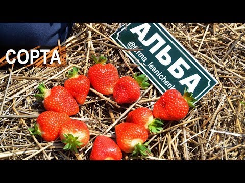 Видео: Сорта земляники садовой. Клубничная ферма Лесниченко