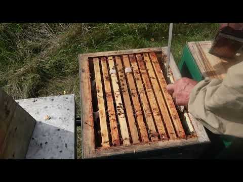 Видео: осенние хлопоты пчеловода