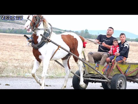 Видео: Състезание с Коне 1-номер-Нури Шампиона