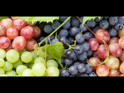 Видео: Стоит ли укрывать виноград на зиму