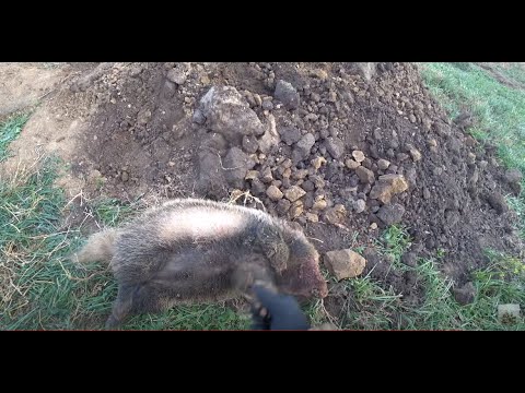 Видео: Барсук зажал ее и не выпускал 4 часа.. Охота с норными собаками.