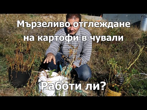 Видео: Мързеливо отглеждане на картофи