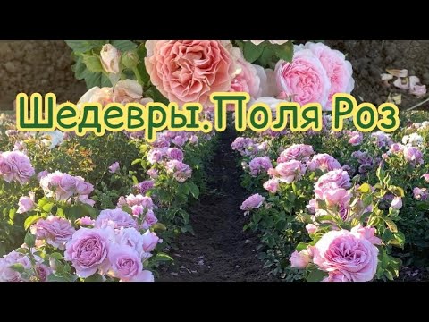 Видео: Шедевры.Розовые поля