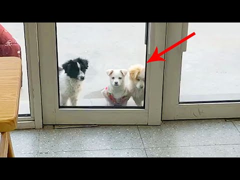 Видео: Бездомный щенок обожает острый хот-пот и часто приводит друзей в ресторан за едой и напитками