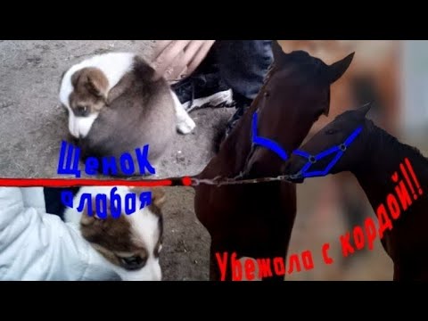 Видео: КОНО-BLOG ⋮ Лошадь убежала с кордой!!