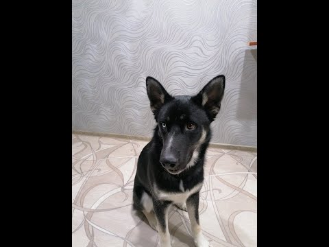 Видео: Ловим хариуса после нашествия собак