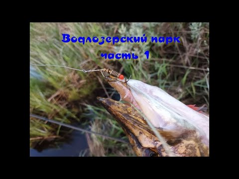 Видео: Водлозерский парк. Рыбалка в Карелии.  Отдых и путешествие.