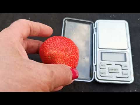 Видео: Обзор  земляники ксд Сенсация, Лия сахарная, Дарселект, Мармелада Онебор.  Омск, 16.06.2022г.