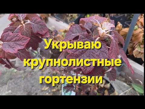 Видео: Крупнолистные Гортензим готовы к зиме