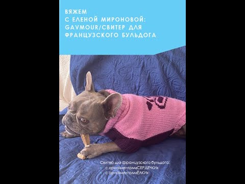 Видео: Мастер-класс №5 Свитер с орнаментом для французского бульдога #мастерклассповязанию