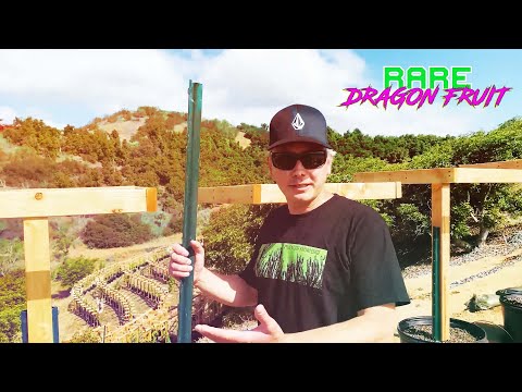 Видео: Простые схемы и способы создания решетки для выращивания плодов дракона