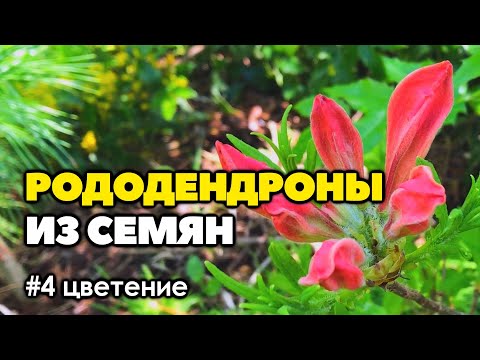 Видео: #4 Как вырастить рододендроны из семян | Часть 4 | Цветение