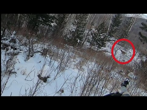 Видео: Охота на изюбря с подхода. В первый день добыл изюбря.
