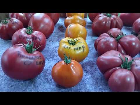 Видео: Такие красивые помидоры! Как не собрать с них семена! 