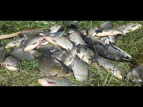 Видео: Ловля карася на донки. Горох рулит. Рыбалка на Южном Буге, Михайловка. Макушатник проиграл донкам