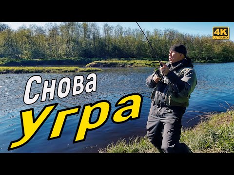 Видео: Опять на реку Угра. Это единственная живая речка в это время