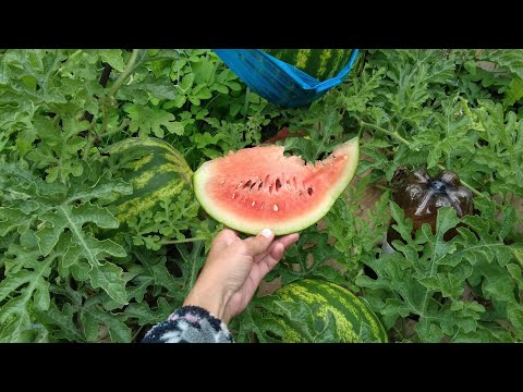 Видео: 🍉 Пробуем первый арбуз выращенный в открытом грунте , в Ленинградской области 🍉