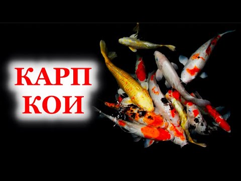 Видео: КАРП КОИ. Содержание в аквариуме, в пруду, кормление и разведение карпа кои