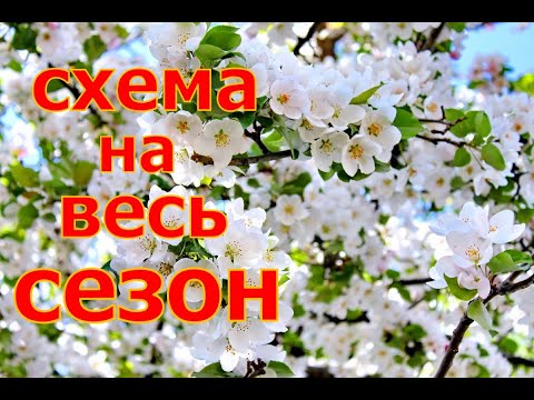 Видео: Шпаргалка по обработке плодового сада на сезон! Здоровый сад! Личный опыт!