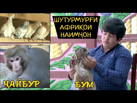 Видео: Шутурмург ва Маймуни Наимчони Саидали