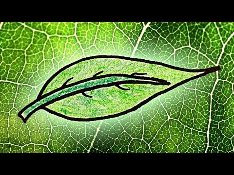 Видео: Почему листья зеленые на самом деле? 1/2