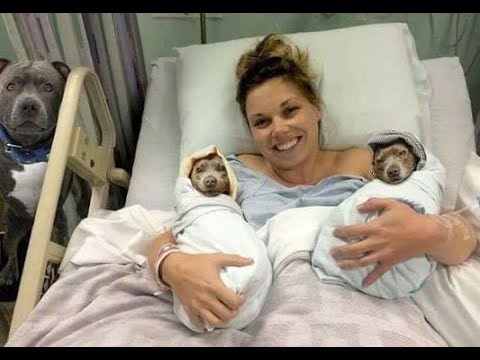 Видео: 😺 Что здесь происходит?! 🐕 Смешное видео с собаками, кошками и котятами! 😸