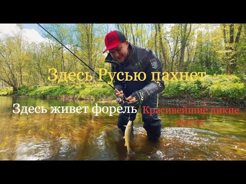 Видео: Рыбалка на лесной реке/Ловля дикой форели