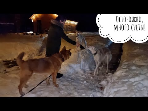 Видео: Ветеринар Мария Маркина примчала в Совиный дол. Вручила коробку, пожамкала собаченьку и сразу умчала