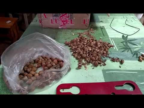 Видео: Медвежий орех. Семена медвежьего ореха. Скарификация семян