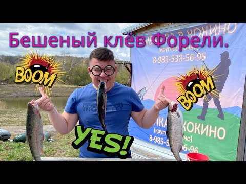 Видео: Бешенный клев Форели.Рыбалка на платном пруду в КОКИНО.