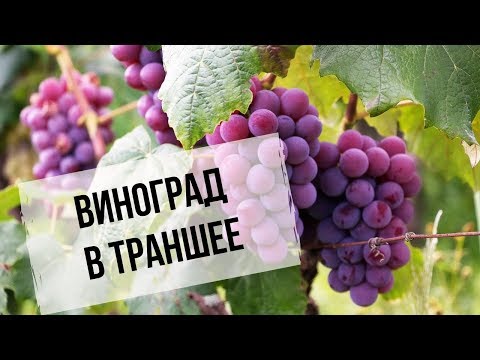 Видео: Виноград в траншее | Преимущества для Сибири | Как сделать траншею?