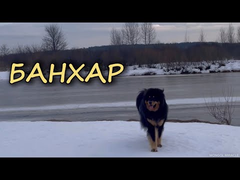 Видео: Банхар: всё о породе