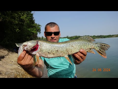 Видео: ДОННАЯ ЛОВЛЯ! СУДАК ЩУКА НА ЖИВЦА.2о24..