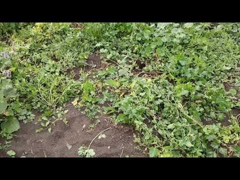 Видео: Урожайность петрушки с 1 квадратного метра и  грандиозные планы на следующий сезон