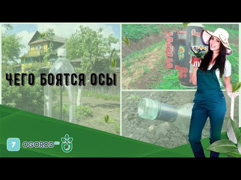 Видео: Чего боятся осы