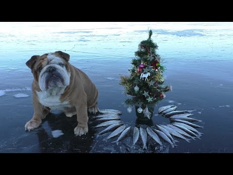 Видео: В новогоднюю ночь с Английским бульдогом на рипуса ! Озеро ИНГОЛЬ!