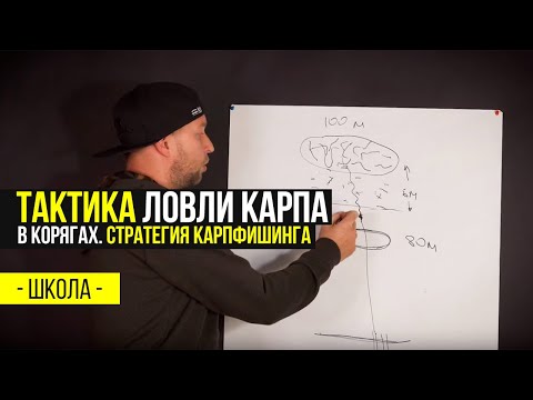 Видео: ТАКТИКА ловли КАРПА в КОРЯГАХ. СОВЕТЫ по выбору СНАРЯЖЕНИЯ