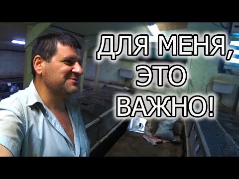 Видео: ЧТО ТАКОЕ ВЫХОД ИЗ ГНЕЗДА КРОЛЬЧАТ