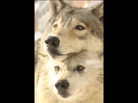 Видео: 🔥💣 ПРАВО СОБСТВЕННОСТИ - ОБЩИЙ СМЫСЛ 💣🔥 Ревность Архатов🐺 Близнецовые Пламена💜