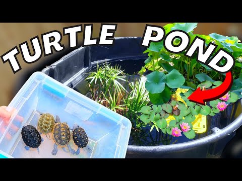Видео: Пруд для черепах на 300 галлонов *РЕКОНСТРУКЦИЯ*