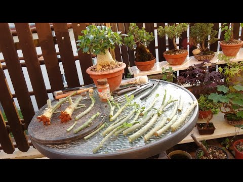 Видео: Что делать, если вы купили новый адениум и хотите сделать из него бонсай?