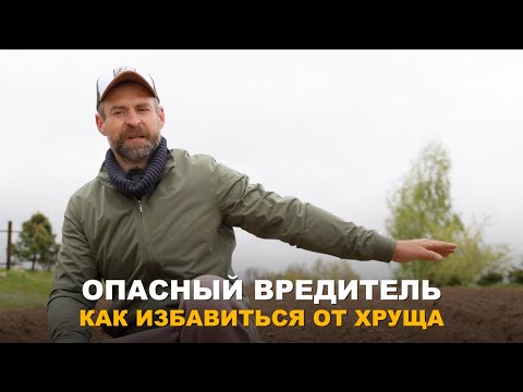 Видео: БОРЬБА С ХРУЩЕМ. Как определить наличие хруща на участке и способы борьбы с ним.