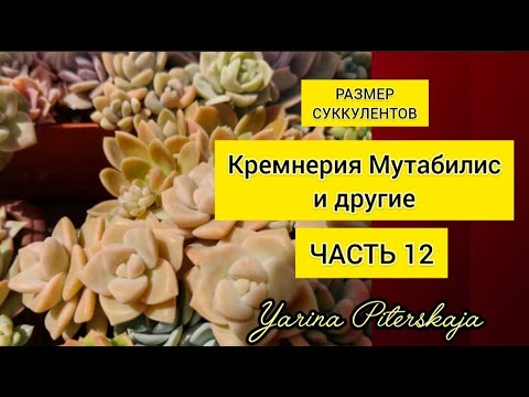 Видео: Размеры суккулентов.  Кремнерия мутабилис и другие. Часть 12.