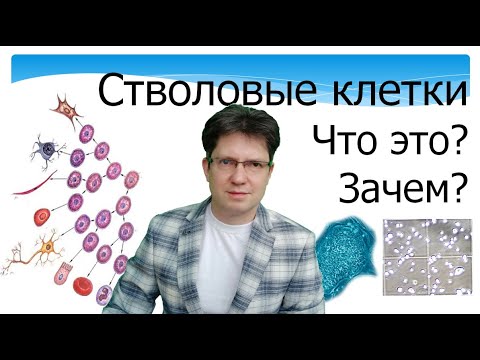 Видео: Стволовые клетки. Что это такое. Какие они бывают. Лечение. Перспективы и реальность. Прокопюк