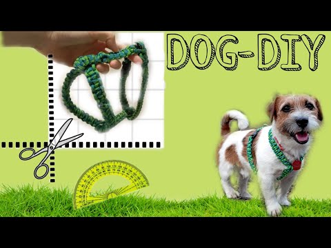 Видео: DIY: шлейка для собаки из паракорда🐕‍🦺| Dog harness of cord #diy #dog #doityourself