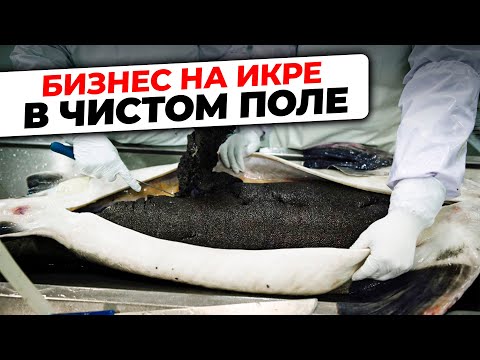 Видео: Превратили Обычный УЧАСТОК В ОСЕТРОВУЮ ФЕРМУ! | Обзор на Рыбную Ферму УЗВ на 1 ТОННУ ИКРЫ в ГОД